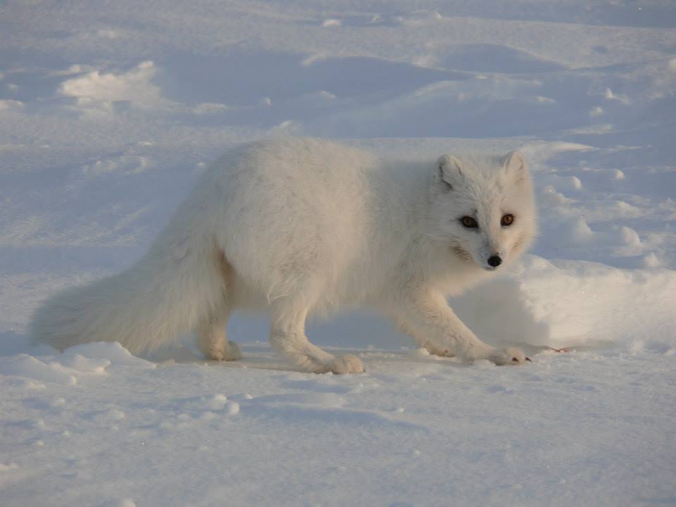 40. Toruńska Wyprawa Polarna na Spitsbergen zakończona sukcesem!